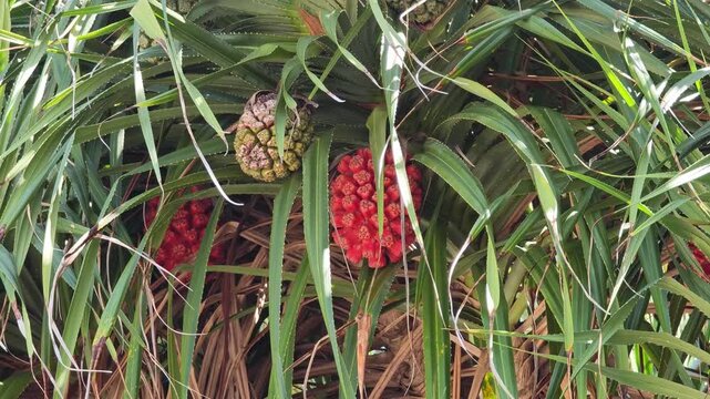 Ripe orange fresh seeds of sea pandanus or screw pine plant tree (Pandanus tectorius or Pandanus odoratissimus)