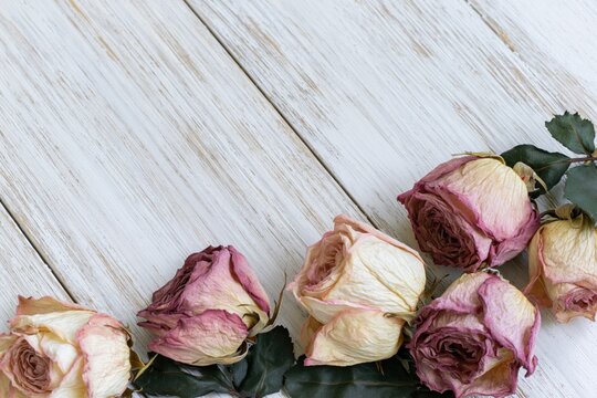 The Wilted Roses Resting Along Weathered Wood Planks in Soft Pastel Tones