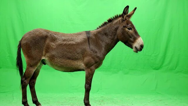 Realistic brown mule standing calmly and twitching ears on a solid green screen background for easy keying and compositing