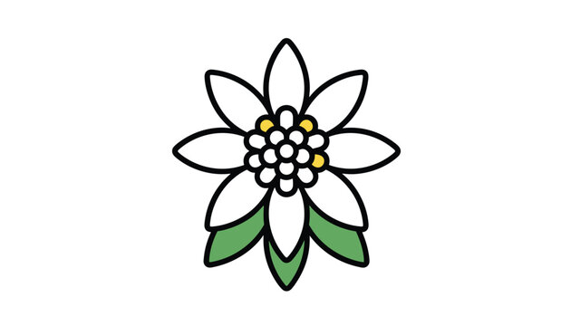 Beautiful vector illustration of an edelweiss flower with white star-shaped petals and green leaves on a white background.