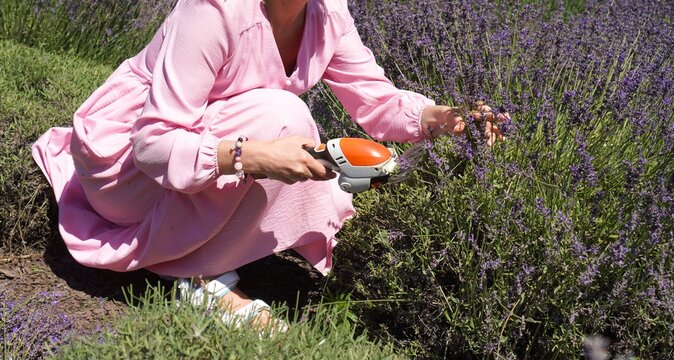In a vibrant lavender field, a woman in a pink dress uses pruning shears to harvest aromatic flowers. Her hands skillfully cut the blooms, reflecting a serene and focused demeanor