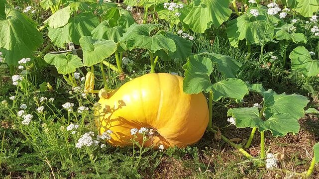 Potiron du jardin qui murit au soleil
