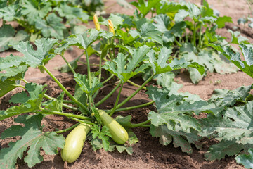 Fototapeta premium Healthy Zucchini Plant Growing in Rural Vegetable Garden