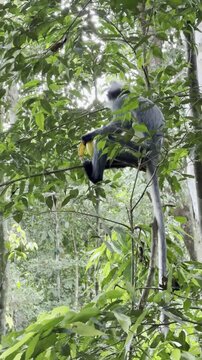 A Thomas&rsquo;s langur - Presbytis thomasi - climbs along a tree branch carrying bananas given by trekking tourists, illustrating human interaction and altered feeding behavior in Sumatra.