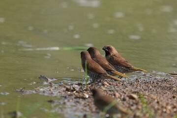 The Common Myna inhabits the wild in Thailand. © nopwaratch