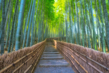 Fototapeta premium Scenic empty stone pathway with traditional woven fences winding through the lush green Arashiyama bamboo forest in Kyoto, Japan.