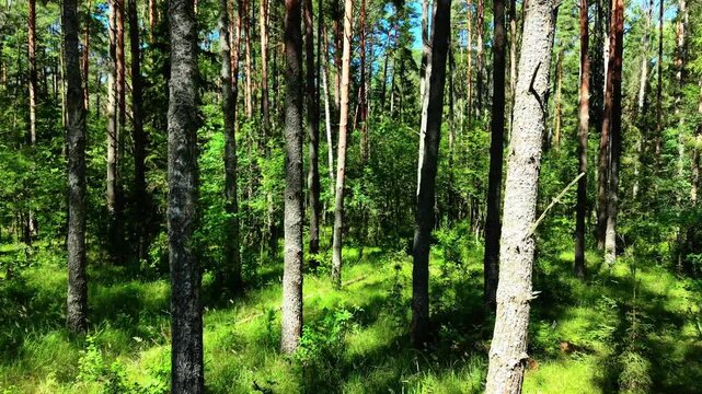 Tall pine trees reaching towards the clear blue sky in a vibrant green forest landscape