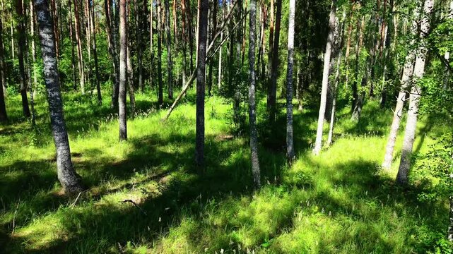 Understory vegetation with bright green grasses and sparse tree trunks in summer sunlight