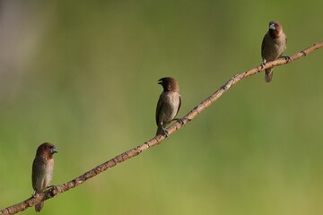 The Common Myna inhabits the wild in Thailand. © nopwaratch