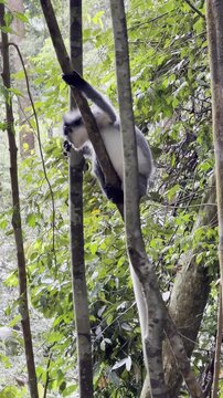 A Thomas langur - Presbytis thomasi - with a white belly and tail scratches itself before jumping between branches in the Sumatran rainforest. Portrait footage.