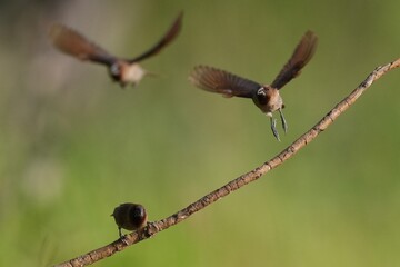 The Common Myna inhabits the wild in Thailand. © nopwaratch
