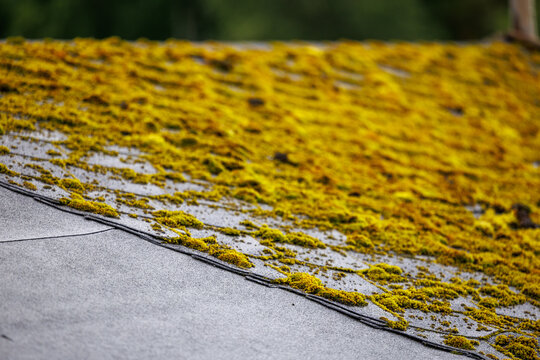 Moss growing on an asphalt shingle roof of a residential house