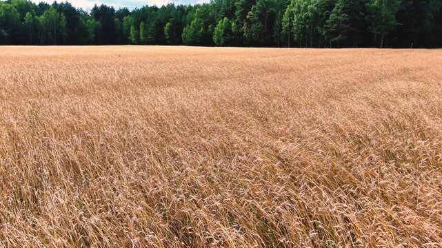 Golden wheat field swaying in the breeze under bright sunlight with green trees nearby