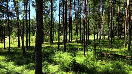 Fototapeta premium Tall evergreen trees surrounded by lush green grass in a vibrant summer forest scene