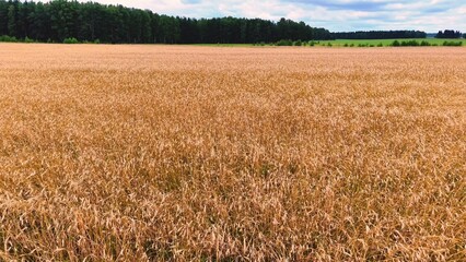 Fototapeta premium Wheat field with golden stalks gently swaying under a cloudy sky in warm afternoon light