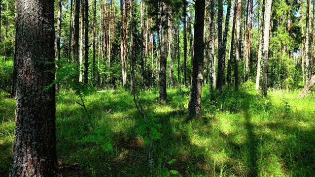 Dense green foliage surrounding tall pine trees with sunlight filtering through branches