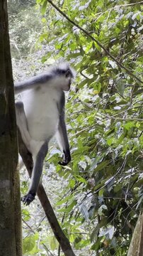A Thomas langur - Presbytis thomasi - clings to a tree trunk, revealing its striking white belly in the tropical rainforest of Sumatra. This endemic species is classified as Vulnerable.