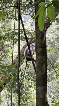 A Thomas langur - Presbytis thomasi - climbs up a tree before leaping onto another branch in the tropical rainforest of Sumatra.