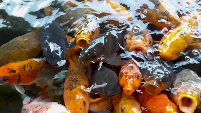 Footage of a group of koi fish swarming and opening their mouths