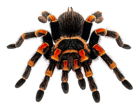 Black hairy tarantula spider isolated on white background, closeup macro view of creepy arachnid wildlife animal with long legs and scary appearance