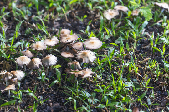 Poisonous mushroom ,Split fibrecap or straw-colored fiber head mushroom growing around decay wood in Thailand. Scientific name is Inocybe rimosa.