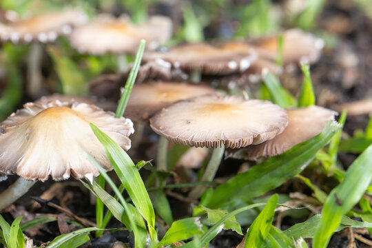 Poisonous mushroom ,Split fibrecap or straw-colored fiber head mushroom growing around decay wood in Thailand. Scientific name is Inocybe rimosa.