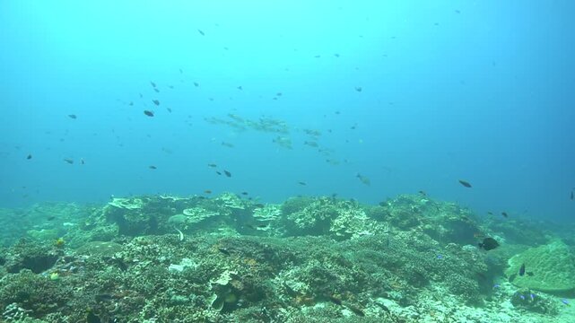 Underwater photo of school of fish in the blue sea.