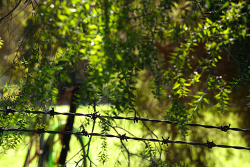 Fototapeta premium Barbed Wire Fence with Lush Green Foliage Background