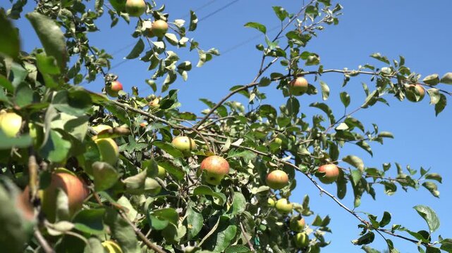 ripening pink early apples on the verks of an apple tree among green leaves against the background of a blue sky, grown in summer to make natural eco-friendly juice for dietary nutrition