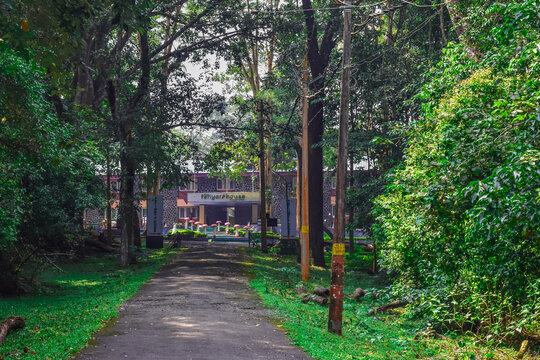 Thekkady, Kerala, India &ndash; November 15, 2025: Periyar House, a forest lodge operated for visitors within Periyar Tiger Reserve, surrounded by lush evergreen forest in Kerala, India