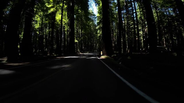 Redwood Avenue of Giants Northbound 8 Weott 02 Front View Visitor Center Driving Plates of North California USA Ultra Wide