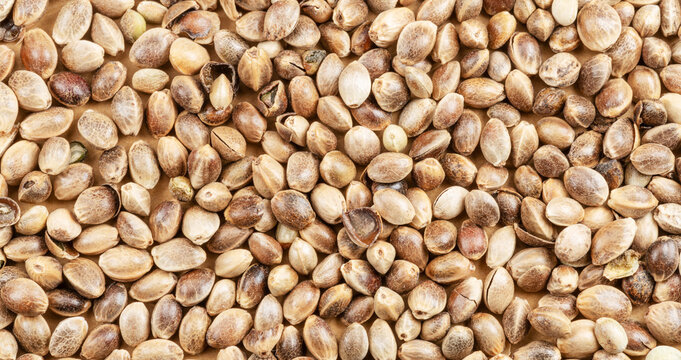 Macro shot of organic hemp seeds texture background. Natural cannabis seeds for healthy eating, extreme close-up.