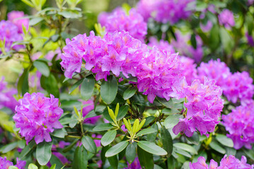 Obraz premium Close Up of Purple Rhododendron Catawbiense Petals and Stems