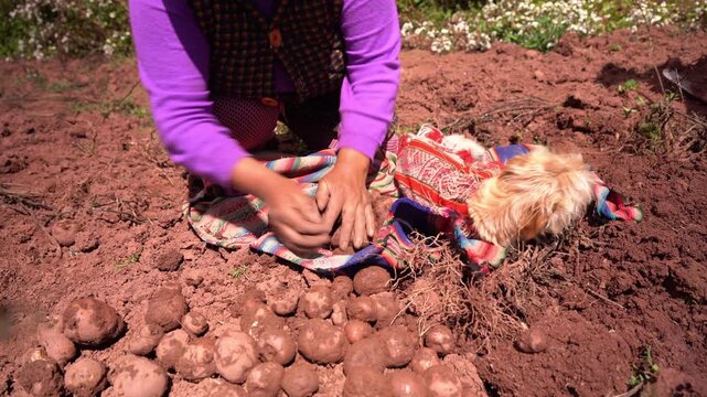 Andean woman harvesting potatoes with her dog