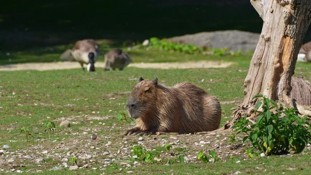 The capybara, Hydrochoerus hydrochaeris is the largest extant rodent in the world. Its closest relatives are agouti, chinchillas, coyphillas, and guinea pigs. Native to South America. 