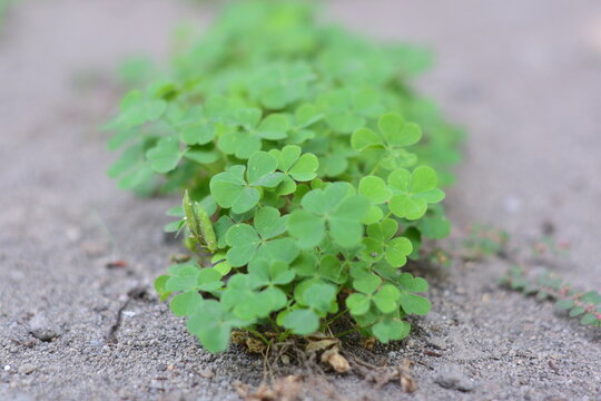 oxalis corniculata is known locally as semanggi gunung, calincing, or daun asam kecil