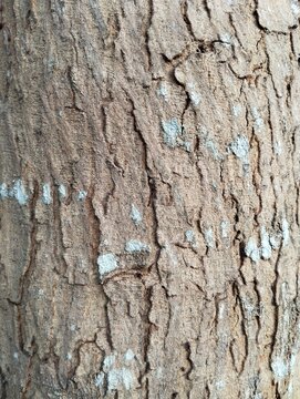 Close-up photos of mango and waru tree bark