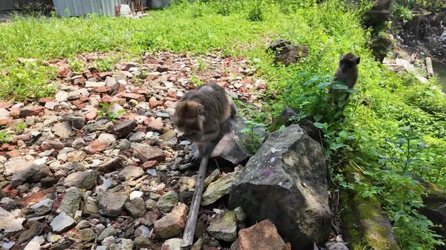 A wild macaque monkey sitting on broken rocks and rubble among green weeds in a degraded urban environment. Wildlife survival in human areas.