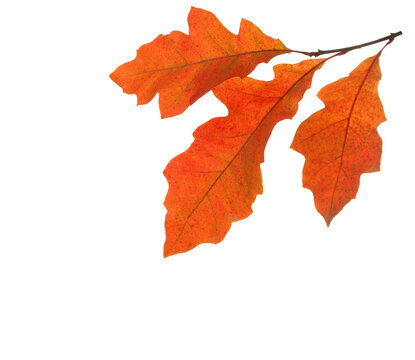 Three orange autumn leaves of Northern Red Oak isolated on a white background.
