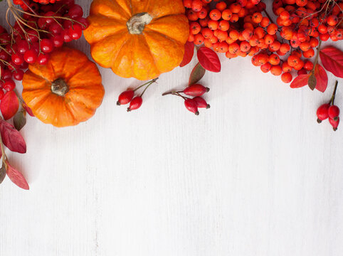 Autumn or Thanksgiving  background with pumpkins, bunches Viburnum berries, Rosehip berries, bunches Sorbus berries and red leaves. Colorful autumn vegetables and berries on white wooden shabby table.