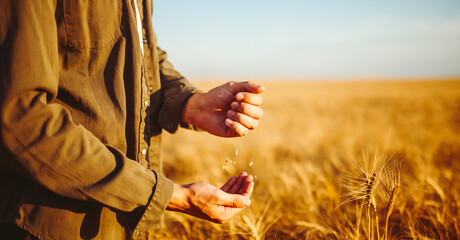Naklejka premium A person is in a vast wheat field, touching the tall golden stalks with one hand. The sun is setting in the background, creating a warm light. Concept of nature and agriculture.
