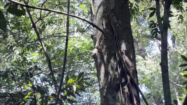 Two brown white-handed gibbons - Hylobates lar vestitus - swing from branch to branch through the canopy of the humid rainforest of Sumatra.