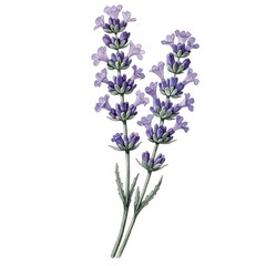 Obraz premium Watercolor Asymmetrical Lavender Stems Botanical Illustration | Hand-Painted Purple Floral Clipart Isolated on White Background.