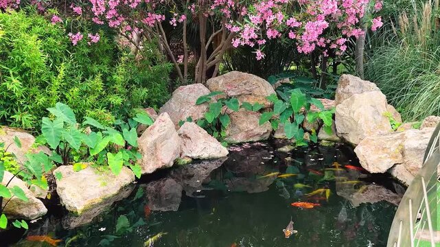group of bright colored koi fish swim near surface water in calm pond lake. colorful school brocade carp fish in motion. natural scene stone garden beautiful flowering pink tree spring summer nature