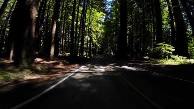 Redwood Avenue of Giants Northbound 8 Weott 02 Rear View Visitor Center Driving Plates of North California USA Ultra Wide