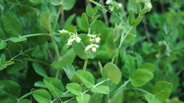 White pea blossoms opening on vigorous garden vines in spring. Fresh green stems and leaves climbing support strings beside wooden fence. Backyard vegetable growing providing healthy seasonal harvest