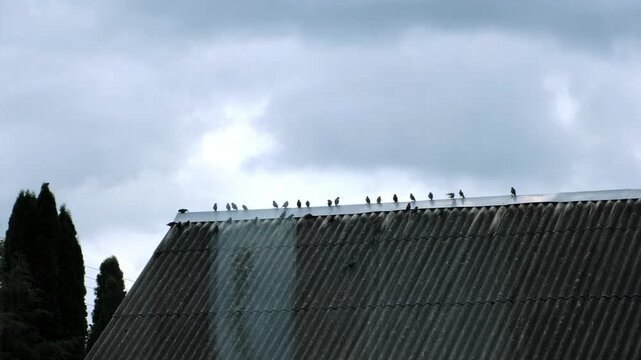 A flock of pigeons sitting on the ridge of an old slate roof under a grey cloudy sky. Rural architecture, bird watching, overcast weather. High quality 4k footage
