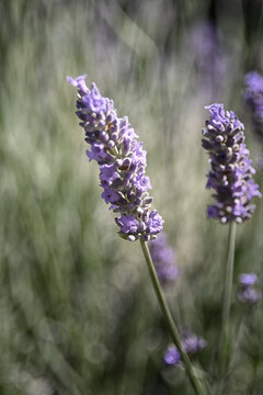 I colorati  fiori della lavanda in primo piano 