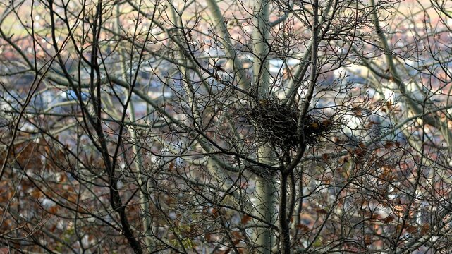 the bird's nest in the tree