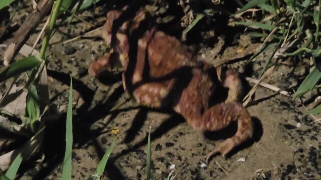 Asian Toad Moving Toward a Roadside Reflector